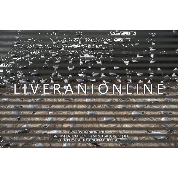 (111125) -- KUNMING, Nov. 25, 2011 () -- Black-headed gulls perch on the Haigeng Bank in Kunming City, capital of southwest China\'s Yunnan Province, Nov. 25, 2011. Tens of thousands of black-headed gulls have immigrated here from Siberia to spend winter and the number is expected to reach 30,000 by the end of December. (/Qin Qing) (lfj) - Xinhua/Photoshot - Ag. Aldo Liverani sas ITALY ONLY GABBIANI