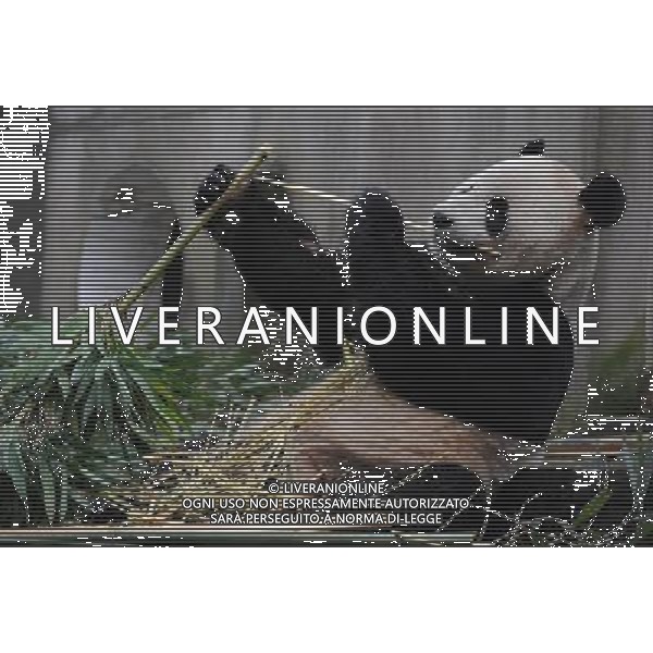 (111203) -- YA\'AN, Dec. 3, 2011 () -- The panda Yang Guang eats bamboo prior to the journey to Edinburgh, in Ya\'an, southwest China\'s Sichuan Province, Dec. 3, 2011. As part of a ten-year joint research program, Tian Tian and Yang Guang, the pair of giant pandas, were set off for the Edinburgh Zoo from the Giant Panda Conservation and Research Center in Sichuan here on Saturday. (/Li Qiaoqiao) (cxy) ©photoshot/Agenzia Aldo Liverani Sas - ITALY ONLY - Panda gigante nel Centro di Ricerca in Sichuan a sud-ovest della Cina, 3 Dicembre 2011.