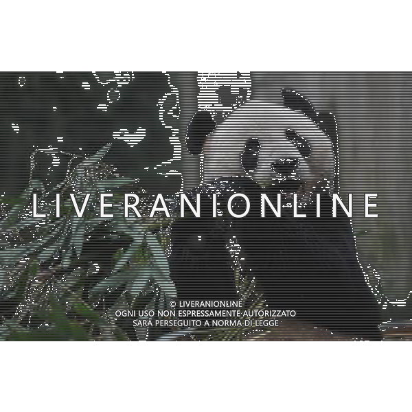 (111203) -- YA\'AN, Dec. 3, 2011 () -- The panda Yang Guang eats bamboo prior to the journey to Edinburgh, in Ya\'an, southwest China\'s Sichuan Province, Dec. 3, 2011. As part of a ten-year joint research program, Tian Tian and Yang Guang, the pair of giant pandas, were set off for the Edinburgh Zoo from the Giant Panda Conservation and Research Center in Sichuan here on Saturday. (/Li Qiaoqiao) (cxy) ©photoshot/Agenzia Aldo Liverani Sas - ITALY ONLY - Panda gigante nel Centro di Ricerca in Sichuan a sud-ovest della Cina, 3 Dicembre 2011.