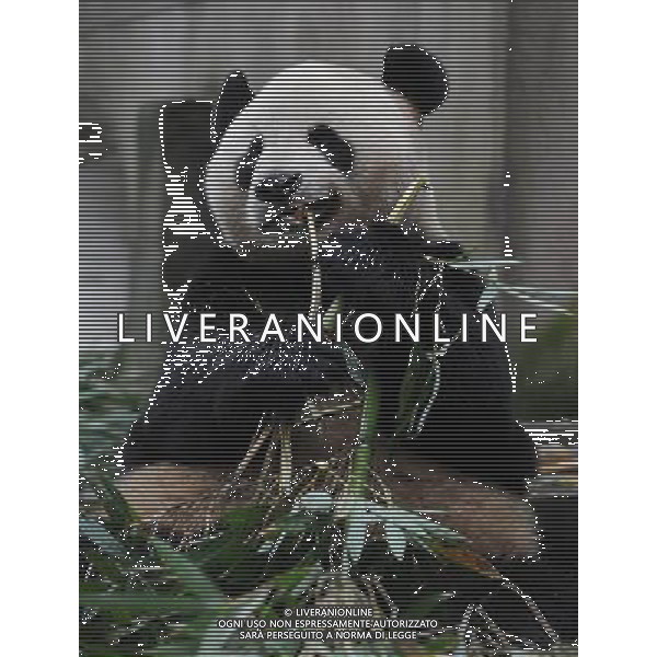 (111203) -- YA\'AN, Dec. 3, 2011 () -- The panda Yang Guang eats bamboo prior to the journey to Edinburgh, in Ya\'an, southwest China\'s Sichuan Province, Dec. 3, 2011. As part of a ten-year joint research program, Tian Tian and Yang Guang, the pair of giant pandas, were set off for the Edinburgh Zoo from the Giant Panda Conservation and Research Center in Sichuan here on Saturday. (/Li Qiaoqiao) (cxy) ©photoshot/Agenzia Aldo Liverani Sas - ITALY ONLY - Panda gigante nel Centro di Ricerca in Sichuan a sud-ovest della Cina, 3 Dicembre 2011.