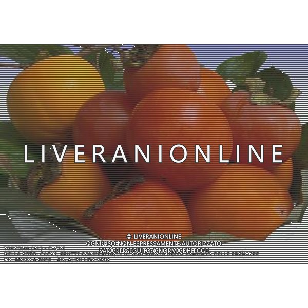 TORTONA (AL) - CACHI NELLA FOTO: CACHI, FRUTTI COMMESTIBILE DI UN ALBERO DELLE EBENACEE, ORIGINARIO DELLA CINA E DEL GIAPPONE IMPORTATO IN EUROPA AI PRIMI DEL XIX SECOLO CON FOGLIE CORIACEE OBLUNGHE PH. ANDREA BUSI - AG. ALDO LIVERANI SAS 