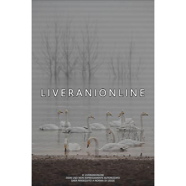 (111220) -- SANMENXIA, Dec. 20, 2011 () -- A flock of swans take a rest in the reservoir area of Sanmenxia, central China\'s Henan Province, Dec. 19, 2011. The reservoir wetlands of Sanmenxia have always served as a stopover for swans from Siberia which migrate to the south in winter. (/Zhu Xiang) (lmm) ©photoshot/Agenzia Aldo Liverani Sas - ITALY ONLY - Stormi di cigni, che migrano dalla Siberia al sud in inverno, nelle paludi della riserva di Sanmenxia, Cina centrale nella provincia di Henan, 19 dicembre 2011.
