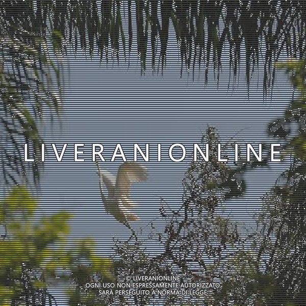 (111222) RIO DE JANEIRO, Dec. 22, 2011 A great egrets flies in the zoo of Rio de Janeiro, Brazil, Dec. 22, 2011. Some one hundred egrets inhabit in the zoo. (/Weng Xinyang) - Xinhua/Photoshot - ag. aldo liverani sas italy only BRASILE - AIRONI/GARZETTE NELLO ZOO DI RIO DE JANEIRO. NE VIVONO CIRCA UN CENTINAIO