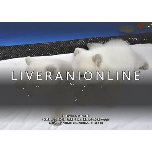 (111227) -- DALIAN, Dec. 27, 2011 () -- Two polar bear cubs play in Dalian Laohutan Ocean Park in Dalian, northeast China\'s Liaoning Province, Dec. 26, 2011. The cubs, who were born in the park on Oct. 14 this year, will meet the public during 2012 New Year\'s holiday. (/Wang Dan) (ly) - Xinhua/Photoshot - ag. aldo liverani sas italy only DALIAN - CUCCIOLI DI ORSO POLARE NATI IL 26 OTTOBRE 2011