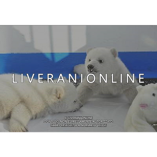 (111227) -- DALIAN, Dec. 27, 2011 () -- Two polar bear cubs play in Dalian Laohutan Ocean Park in Dalian, northeast China\'s Liaoning Province, Dec. 26, 2011. The cubs, who were born in the park on Oct. 14 this year, will meet the public during 2012 New Year\'s holiday. (/Wang Dan) (ly) - Xinhua/Photoshot - ag. aldo liverani sas italy only DALIAN - CUCCIOLI DI ORSO POLARE NATI IL 26 OTTOBRE 2011