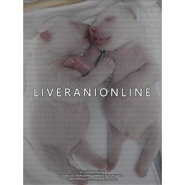 (111227) -- DALIAN, Dec. 27, 2011 () -- Photo taken on Oct. 26, 2011 shows two newly born polar bears in Dalian Laohutan Ocean Park in Dalian, northeast China\'s Liaoning Province. The cubs, who were born in the park on Oct. 14 this year, will meet the public during 2012 New Year\'s holiday. (/Wang Dan) (ly) - Xinhua/Photoshot - ag. aldo liverani sas italy only DALIAN - CUCCIOLI DI ORSO POLARE NATI IL 26 OTTOBRE 2011