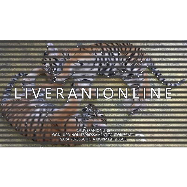(111025) -- MANILA, Oct. 25, 2011 () -- Tigers Pedring and Quiel lie on the floor as they are presented in a zoo in Manila, Philippines, on Oct. 25, 2011. The tigers of two months and 21 days, which were named after local names of typhoon Pedring and Quiel are of mixed Bengal and Siberian breed. (/Rouelle Umali) (djj) ©PHOTOSHOT/Agenzia Aldo Liverani Sas - ITALY ONLY - EDITORIAL USE ONLY - CUCCIOLI DI TIGRE