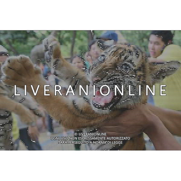 (111025) -- MANILA, Oct. 25, 2011 () -- Tiger Pedring growls as it is carried by a zookeeper in a zoo in Manila, Philippines, on Oct. 25, 2011. The tiger of two months and 21 days, which were named after local name of typhoon Pedring is of mixed Bengal and Siberian breed. (/Rouelle Umali) (djj) ©PHOTOSHOT/Agenzia Aldo Liverani Sas - ITALY ONLY - EDITORIAL USE ONLY - CUCCIOLI DI TIGRE