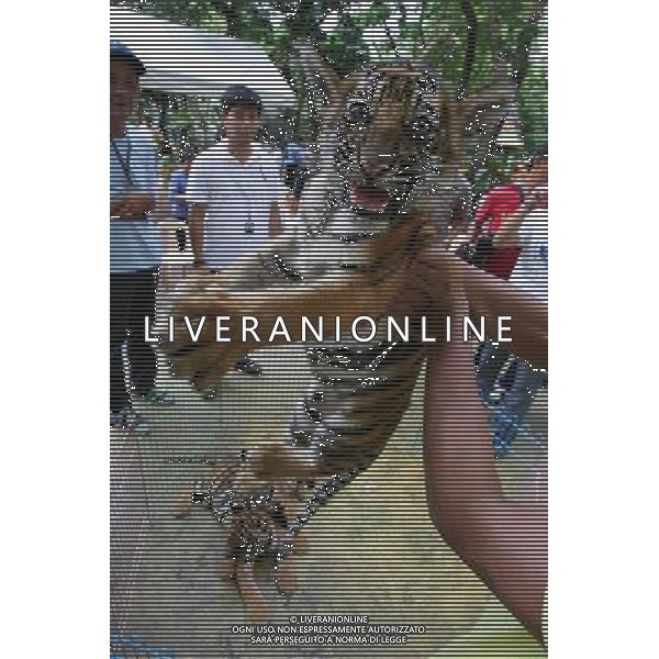 (111025) -- MANILA, Oct. 25, 2011 () -- Tiger Pedring is carried by a zookeeper as it is presented in a zoo in Manila, Philippines, on Oct. 25, 2011. The tiger of two months and 21 days, which were named after local name of typhoon Pedring is of mixed Bengal and Siberian breed. (/Rouelle Umali) (djj) ©PHOTOSHOT/Agenzia Aldo Liverani Sas - ITALY ONLY - EDITORIAL USE ONLY - CUCCIOLI DI TIGRE