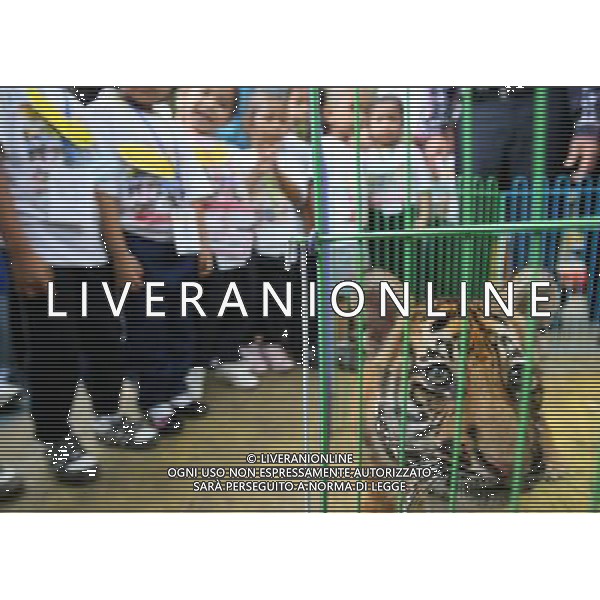 (111025) -- MANILA, Oct. 25, 2011 () -- Children look at tiger Pedring as it is presented in a zoo in Manila, Philippines, on Oct. 25, 2011. The tiger of two months and 21 days, which were named after local name of typhoon Pedring is of mixed Bengal and Siberian breed. (/Rouelle Umali) (djj) ©PHOTOSHOT/Agenzia Aldo Liverani Sas - ITALY ONLY - EDITORIAL USE ONLY - CUCCIOLI DI TIGRE