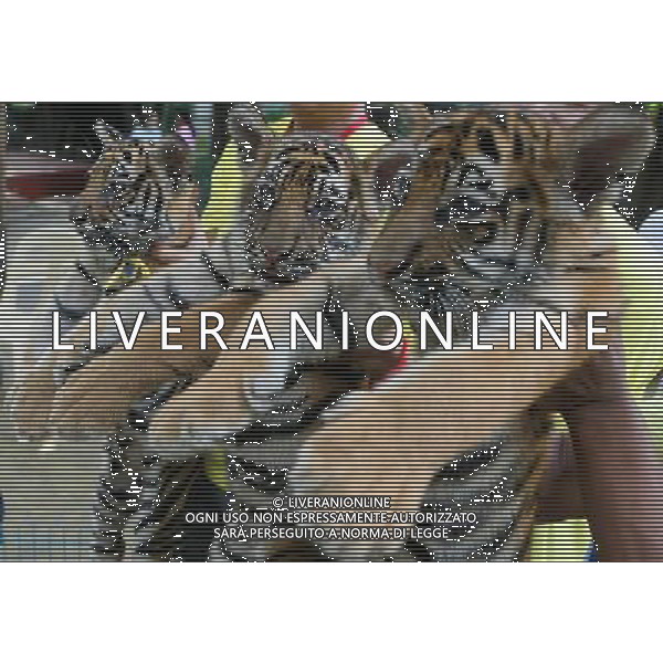 (111025) -- MANILA, Oct. 25, 2011 () -- Tigers Pedring, Quiel and Ramon are carried by zookeepers as they are presented in a zoo in Manila, Philippines, on Oct. 25, 2011. The tigers of two months and 21 days, which were named after local names of typhoon Pedring, Quiel and Ramon are of mixed Bengal and Siberian breed. (/Rouelle Umali) (djj) ©PHOTOSHOT/Agenzia Aldo Liverani Sas - ITALY ONLY - EDITORIAL USE ONLY - CUCCIOLI DI TIGRE