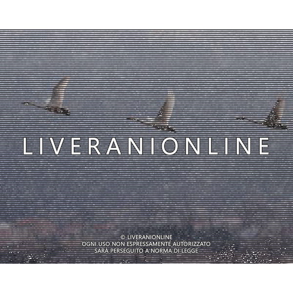 (120104) -- RONGCHENG, Jan. 4, 2012 () -- Swans fly over the Whooper Swan Nature Reserve in Rongcheng, east China\'s Shandong Province, Jan. 3, 2012. The first snowfall in 2012 hit the nature reserve on Tuesday. (/Wang Fudong) (wqc) ©PHOTOSHOT/AG ALDO LIVERANI SAS - ITALY ONLY - *** Local Caption *** .