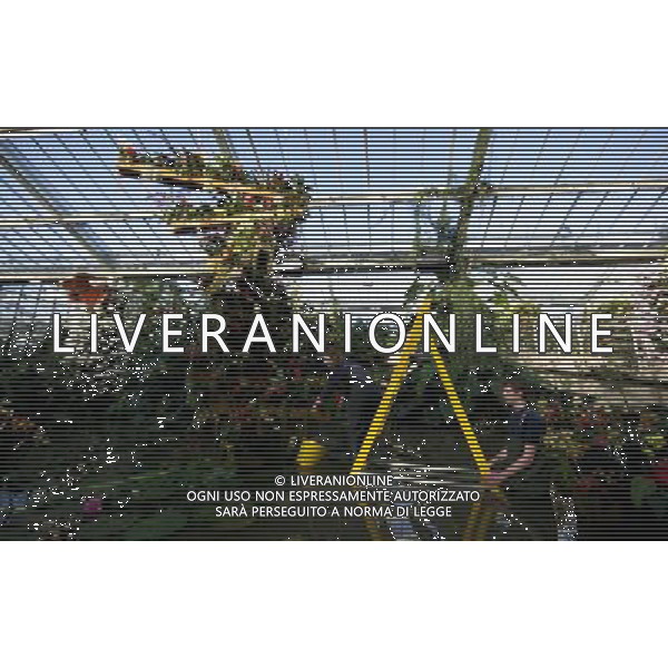 LONDON, UNITED KINGDOM 2 FEBRUARY : Pic Shows Members of the Kew garden staff preparing the Princess of Wales Conservatory for the 2012 Tropical Extraviganza which opens to the public on Satuday (4th) on February, 2nd, 2012 in London, England ©photoshot/AG ALDO LIVERANI SAS - ITALY ONLY -