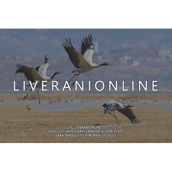 (120222) -- WEINING, Feb. 22, 2012 () -- Black-necked cranes fly at the Caohai State Nature Reserve in Weining County, southwest China\'s Guizhou Province, Feb. 21, 2012. More than 1,500 black-necked cranes spent this winter at the reserve. (/Liu Xu) (lfj) ©photoshot/AGENZIA ALDO LIVERANI SAS - ITALY ONLY - Uno stormo di uccelli gru dal collo nero si alza in volo nella Riserva Naturale dello Stato Caohai in Weining County, a sud-ovest della Cina Guizhou Provincia, 21 febbraio 2012.