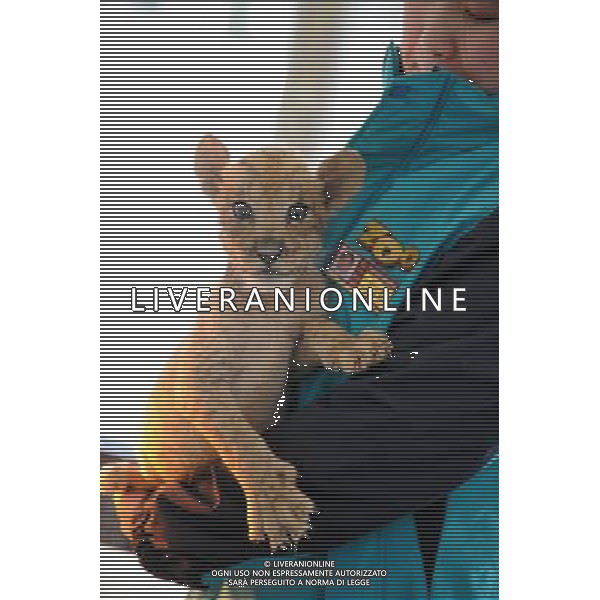 (120228) -- NANJING, Feb. 28, 2012 () -- A staff member holds a liger cub in Yancheng Wildlife park in Changzhou of east China\'s Jiangsu Province, Feb. 28, 2012. The liger\'s mother, an African lion named \'Mary\' gave birth to two ligers and a lion on Dec. 26, 2011. One liger died soon after the birth. The two-month-old liger who survived met with the visitors together with its twinborn brother lion here on Tuesday. (/Sun Can) (xzj) ©photoshot/AG ALDO LIVERANI SAS - ITALY ONLY -