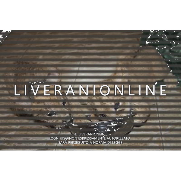(120228) -- NANJING, Feb. 28, 2012 () -- A liger cub (L) and its lion brother are fed in Yancheng Wildlife park in Changzhou of east China\'s Jiangsu Province, Feb. 28, 2012. The liger\'s mother, an African lion named \'Mary\' gave birth to two ligers and a lion on Dec. 26, 2011. One liger died soon after the birth. The two-month-old liger who survived met with the visitors together with its twinborn brother lion here on Tuesday. (/Sun Can) (xzj) ©photoshot/AG ALDO LIVERANI SAS - ITALY ONLY -