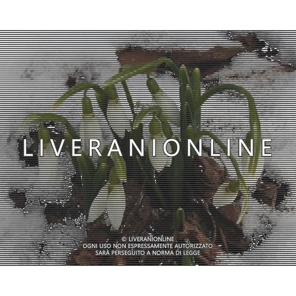 (120228) -- SMOLYAN, Feb. 28, 2012 () -- Snowdrops come out of snow in Smolyan, south Bulgaria, on Feb. 28, 2012. After the two-month unprecedented cold snap, Smolyan began to witness warm weather in recent days. (/BTA) ©photoshot/AG ALDO LIVERANI SAS - ITALY ONLY -