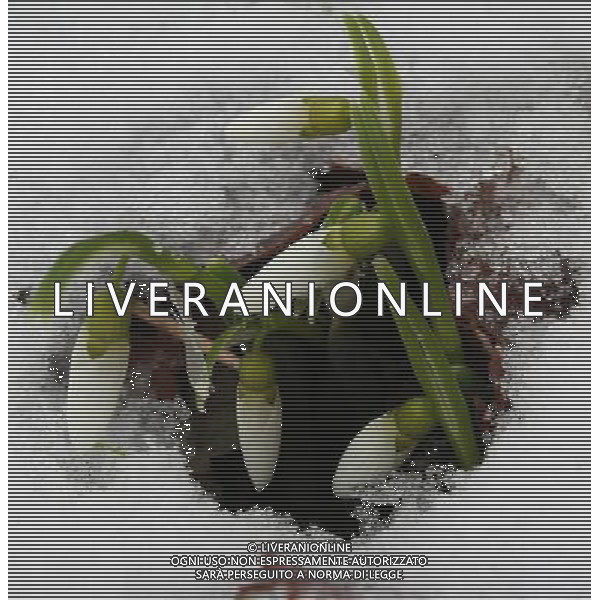 (120228) -- SMOLYAN, Feb. 28, 2012 () -- Snowdrops come out of snow in Smolyan, south Bulgaria, on Feb. 28, 2012. After the two-month unprecedented cold snap, Smolyan began to witness warm weather in recent days. (/BTA) ©photoshot/AG ALDO LIVERANI SAS - ITALY ONLY -