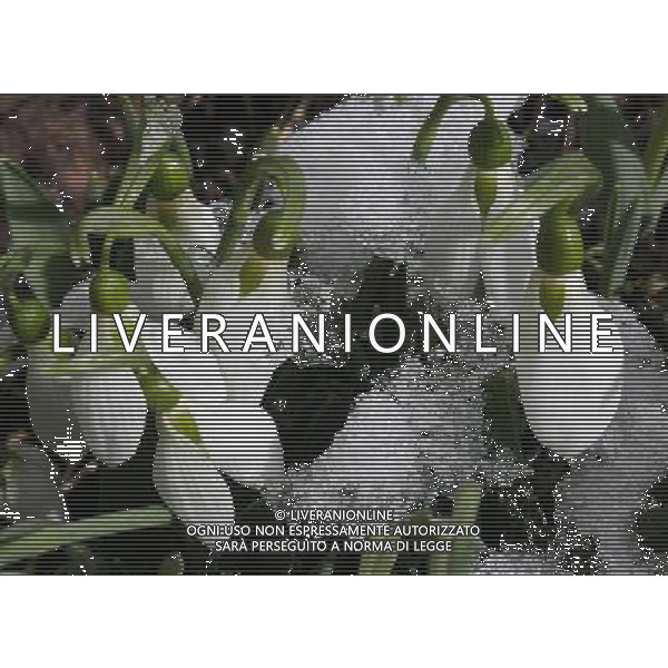 (120228) -- SMOLYAN, Feb. 28, 2012 () -- Snowdrops come out of snow in Smolyan, south Bulgaria, on Feb. 28, 2012. After the two-month unprecedented cold snap, Smolyan began to witness warm weather in recent days. (/BTA) ©photoshot/AG ALDO LIVERANI SAS - ITALY ONLY -