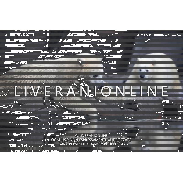 (120327) -- WUHAN, March 27, 2012 () -- Polar bear cub Lele (L) tries to catch the tomato in a pool during a show-up to the public at a sea world in Wuhan, capital of central China\'s Hubei Province, March 27, 2012. Born in Dalian, northeast China\'s Liaoning Province, on Jan. 7, 2011, the twin polar bears Lele, a male cub, and Jingjing, a female cub, now settled in Wuhan and met the public on Tuesday. (/Wang Zhenwu) (ry) /photoshot/AG ALDO LIVERANI SAS ITALY ONLY