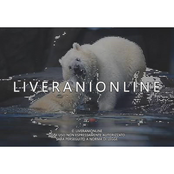 (120327) -- WUHAN, March 27, 2012 () -- The twin polar bears Lele (L), a male cub, and Jingjing, a female cub, play beside a pool during a show-up to the public at a sea world in Wuhan, capital of central China\'s Hubei Province, March 27, 2012. Born in Dalian, northeast China\'s Liaoning Province, on Jan. 7, 2011, the twin polar bear cubs now settled in Wuhan and met the public on Tuesday. (/Wang Zhenwu) (ry) /photoshot/AG ALDO LIVERANI SAS ITALY ONLY