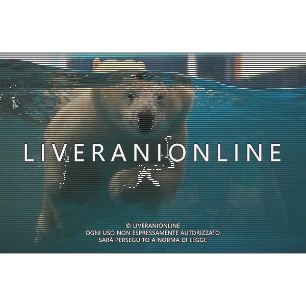 (120327) -- WUHAN, March 27, 2012 () -- Polar bear cub Lele swims in a pool during a show-up to the public at a sea world in Wuhan, capital of central China\'s Hubei Province, March 27, 2012. Born in Dalian of northeast China\'s Liaoning Province, on Jan. 7, 2011, the twin polar bears Lele, a male cub, and Jingjing, a female cub, now settled in Wuhan and met the public on Tuesday. (/Wang Zhenwu) (ry) /photoshot/AG ALDO LIVERANI SAS ITALY ONLY