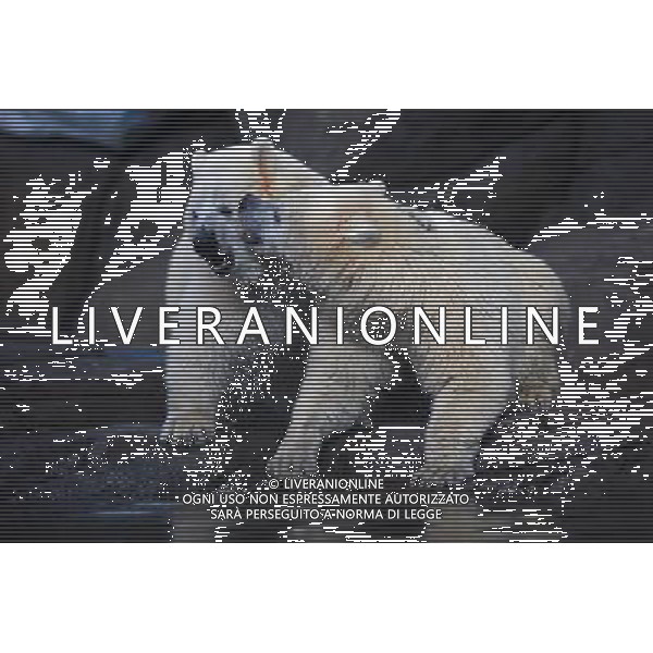 (120327) -- WUHAN, March 27, 2012 () -- The twin polar bears Lele (L), a male cub, and Jingjing, a female cub, play beside a pool during a show-up to the public at a sea world in Wuhan, capital of central China\'s Hubei Province, March 27, 2012. Born in Dalian, northeast China\'s Liaoning Province, on Jan. 7, 2011, the twin polar bear cubs now settled in Wuhan and met the public on Tuesday. (/Wang Zhenwu) (ry) /photoshot/AG ALDO LIVERANI SAS ITALY ONLY