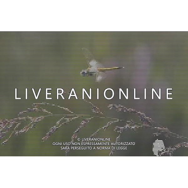 Libellula in volo foto Antonio Mantovan/Aldo Liverani