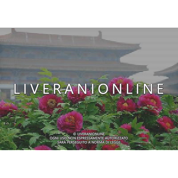 (120410) -- LUOYANG, April 10, 2012 () -- Peonies are seen in full blossom near an ancient building at a garden in Luoyang, capital of central China\'s Henan Province, April 10, 2012. Peonies of over 1,200 categories will gradually reach the flowering stage this month in Luoyang, a city famous for the peonies. (/Wang Song) (ry) ©photoshot/AGENZIA ALDO LIVERANI SAS - ITALY ONLY - 1.200 specie di peonie in fase di fioritura in un giardino di Luoyang, capitale della Cina centrale di Henan, 10 aprile 2012.