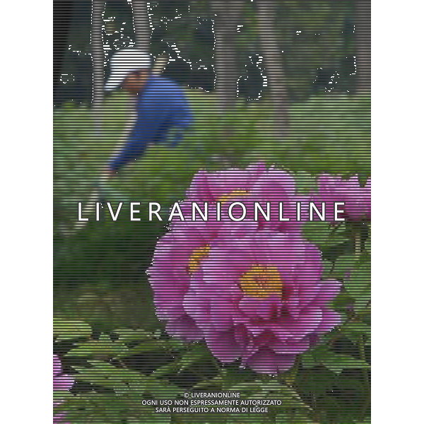 (120410) -- LUOYANG, April 10, 2012 () -- A worker clears the passageway for visitors to watch peonies at a garden in Luoyang, capital of central China\'s Henan Province, April 10, 2012. Peonies of over 1,200 categories will gradually reach the flowering stage this month in Luoyang, a city famous for the peonies. (/Wang Song) (ry) ©photoshot/AGENZIA ALDO LIVERANI SAS - ITALY ONLY - 1.200 specie di peonie in fase di fioritura in un giardino di Luoyang, capitale della Cina centrale di Henan, 10 aprile 2012.