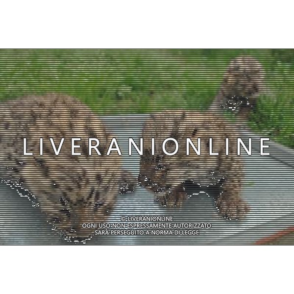 (120412) -- WENLING, April 12, 2012 () -- Leopard babies play in Wenling Zoo in Wenling, east China\'s Zhejiang Province, April 11, 2012. Leopard \'Chunchun\' gave births to one male and two female leopard babies on Monday night.(/Jin Yunguo) (zkr) ©photoshot/AGENZIA ALDO LIVERANI SAS - ITALY ONLY - Una femmina di leopardo si prende cura dei suoi 3 cuccioli nello Zoo di Wenling, Cina orientale della provincia di Zhejiang, 11 aprile 2012.