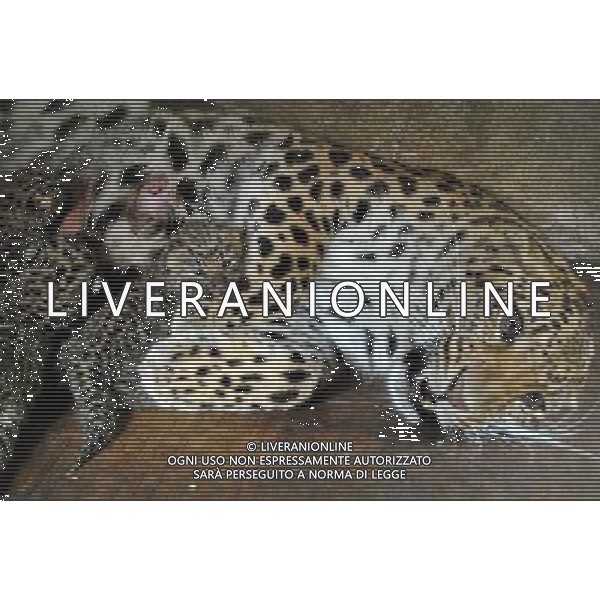 (120412) -- WENLING, April 12, 2012 () -- Leopard \'Chun Chun\' nurses her children in Wenling Zoo in Wenling, east China\'s Zhejiang Province, April 11, 2012. Leopard \'Chunchun\' gave births to one male and two female leopard babies on Monday night. (/Jin Yunguo) (zkr) ©photoshot/AGENZIA ALDO LIVERANI SAS - ITALY ONLY - Una femmina di leopardo si prende cura dei suoi 3 cuccioli nello Zoo di Wenling, Cina orientale della provincia di Zhejiang, 11 aprile 2012.