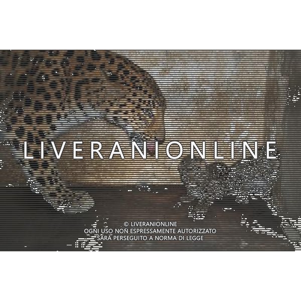 (120412) -- WENLING, April 12, 2012 () -- Leopard \'Chun Chun\' plays with her children in Wenling Zoo in Wenling, east China\'s Zhejiang Province, April 11, 2012. Leopard \'Chun Chun\' gave births to one male and two female leopard babies on Monday night. (/Jin Yunguo) (zkr) ©photoshot/AGENZIA ALDO LIVERANI SAS - ITALY ONLY - Una femmina di leopardo si prende cura dei suoi 3 cuccioli nello Zoo di Wenling, Cina orientale della provincia di Zhejiang, 11 aprile 2012.
