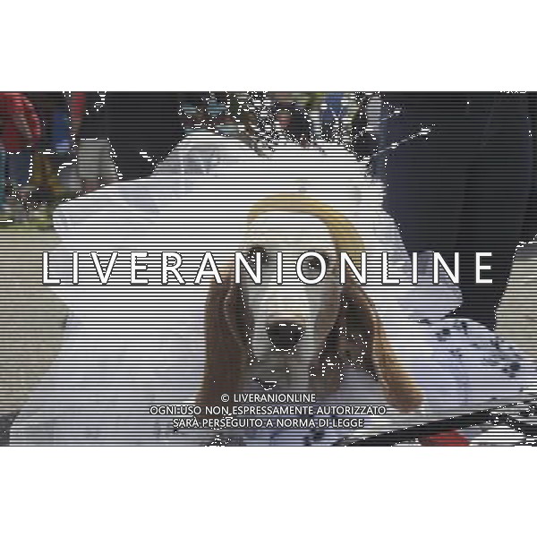 Basset Hound participates in the Annual Doo Dah Parade on April 14, 2012 in New York, NY. ©photoshot/AGENZIA ALDO LIVERANI SAS - ITALY ONLY - Cani di razza Basset Hound durante l\'annuale parata Doo Dah a New York, NY 14 aprile 2012