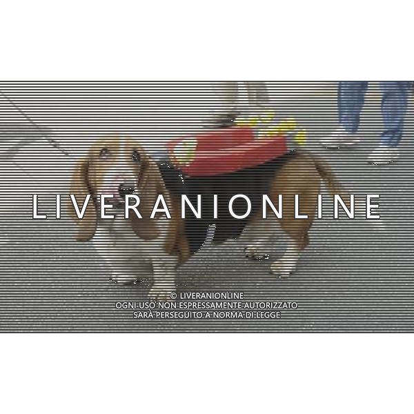Basset Hound participates in the Annual Doo Dah Parade on April 14, 2012 in New York, NY. ©photoshot/AGENZIA ALDO LIVERANI SAS - ITALY ONLY - Cani di razza Basset Hound durante l\'annuale parata Doo Dah a New York, NY 14 aprile 2012
