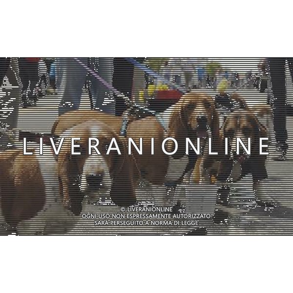 Basset Hound participates in the Annual Doo Dah Parade on April 14, 2012 in New York, NY. ©photoshot/AGENZIA ALDO LIVERANI SAS - ITALY ONLY - Cani di razza Basset Hound durante l\'annuale parata Doo Dah a New York, NY 14 aprile 2012