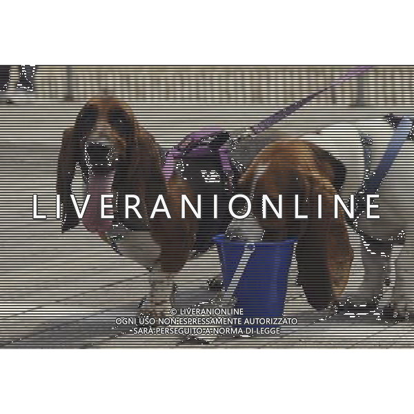 Basset Hound participates in the Annual Doo Dah Parade on April 14, 2012 in New York, NY. ©photoshot/AGENZIA ALDO LIVERANI SAS - ITALY ONLY - Cani di razza Basset Hound durante l\'annuale parata Doo Dah a New York, NY 14 aprile 2012
