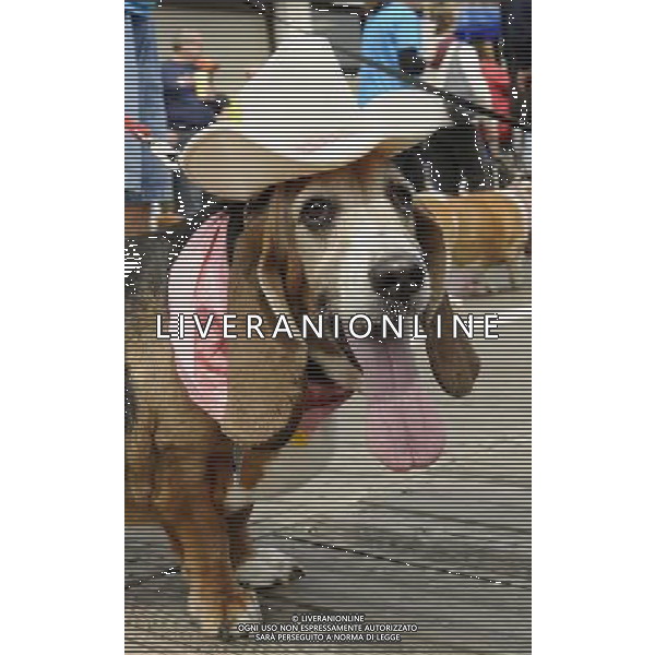 Basset Hound participates in the Annual Doo Dah Parade on April 14, 2012 in New York, NY. ©photoshot/AGENZIA ALDO LIVERANI SAS - ITALY ONLY - Cani di razza Basset Hound durante l\'annuale parata Doo Dah a New York, NY 14 aprile 2012