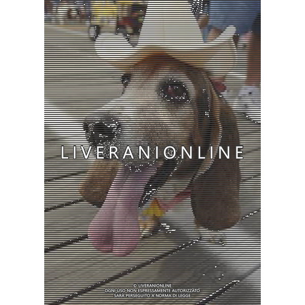 Basset Hound participates in the Annual Doo Dah Parade on April 14, 2012 in New York, NY. ©photoshot/AGENZIA ALDO LIVERANI SAS - ITALY ONLY - Cani di razza Basset Hound durante l\'annuale parata Doo Dah a New York, NY 14 aprile 2012