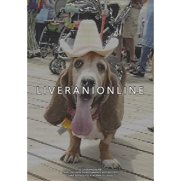 Basset Hound participates in the Annual Doo Dah Parade on April 14, 2012 in New York, NY. ©photoshot/AGENZIA ALDO LIVERANI SAS - ITALY ONLY - Cani di razza Basset Hound durante l\'annuale parata Doo Dah a New York, NY 14 aprile 2012