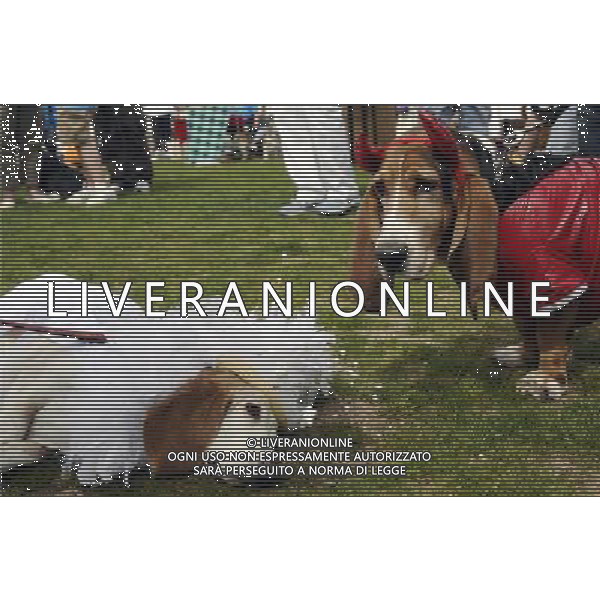 Basset Hound participates in the Annual Doo Dah Parade on April 14, 2012 in New York, NY. ©photoshot/AGENZIA ALDO LIVERANI SAS - ITALY ONLY - Cani di razza Basset Hound durante l\'annuale parata Doo Dah a New York, NY 14 aprile 2012