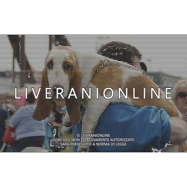 Basset Hound participates in the Annual Doo Dah Parade on April 14, 2012 in New York, NY. ©photoshot/AGENZIA ALDO LIVERANI SAS - ITALY ONLY - Cani di razza Basset Hound durante l\'annuale parata Doo Dah a New York, NY 14 aprile 2012