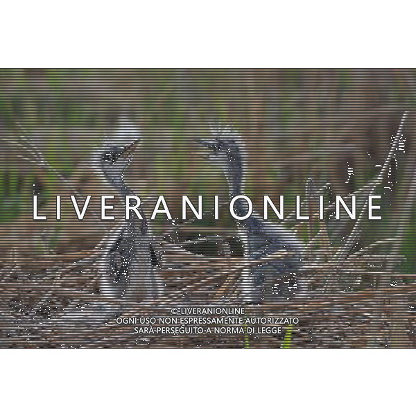 (120430) -- YINCHUAN, April 30, 2012 () -- Fledgings sing in the nest at the Bird Island of the Ningxia Sand Lake in Yinchuan, capital of northwest China\'s Ningxia Hui Autonomous Region, April 29, 2012. The Bird Island of the Ningxia Sand Lake, covering an acreage of 4,247 hectares, is home to about 200 species of birds. (/Liu Quanlong) (lfj) AG ALDO LIVERANI S A S ONLY ITALY