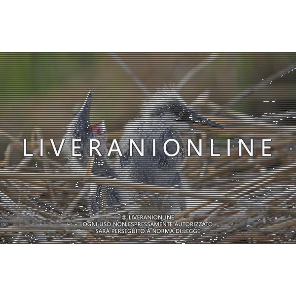 (120430) -- YINCHUAN, April 30, 2012 () -- Fledgings try to stand up in the nest at the Bird Island of the Ningxia Sand Lake in Yinchuan, capital of northwest China\'s Ningxia Hui Autonomous Region, April 29, 2012. The Bird Island of the Ningxia Sand Lake, covering an acreage of 4,247 hectares, is home to about 200 species of birds. (/Liu Quanlong) (lfj) AG ALDO LIVERANI S A S ONLY ITALY
