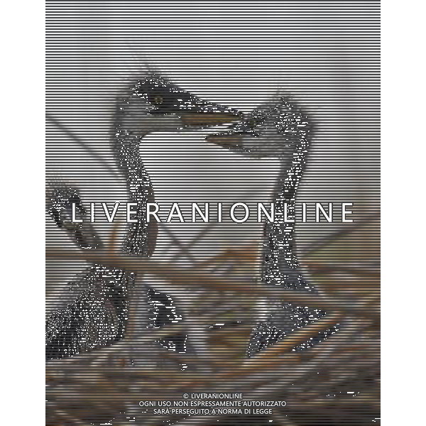 (120430) -- YINCHUAN, April 30, 2012 () -- Fledgings tussle in the nest at the Bird Island of the Ningxia Sand Lake in Yinchuan, capital of northwest China\'s Ningxia Hui Autonomous Region, April 29, 2012. The Bird Island of the Ningxia Sand Lake, covering an acreage of 4,247 hectares, is home to about 200 species of birds. (/Liu Quanlong) (lfj) AG ALDO LIVERANI S A S ONLY ITALY