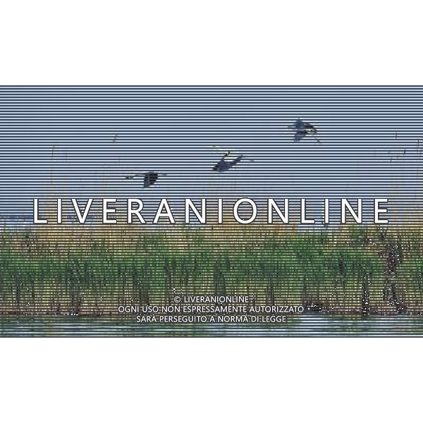 (120430) -- YINCHUAN, April 30, 2012 () -- Brids fly over the Bird Island of the Ningxia Sand Lake in Yinchuan, capital of northwest China\'s Ningxia Hui Autonomous Region, April 29, 2012. The Bird Island of the Ningxia Sand Lake, covering an acreage of 4,247 hectares, is home to about 200 species of birds. (/Liu Quanlong) (lfj) AG ALDO LIVERANI S A S ONLY ITALY