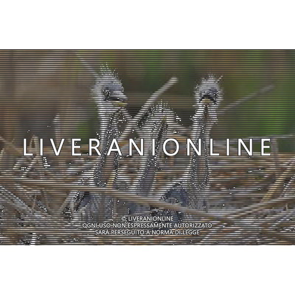 (120430) -- YINCHUAN, April 30, 2012 () -- Fledgings expect their mother\'s return in the nest at the Bird Island of the Ningxia Sand Lake in Yinchuan, capital of northwest China\'s Ningxia Hui Autonomous Region, April 29, 2012. The Bird Island of the Ningxia Sand Lake, covering an acreage of 4,247 hectares, is home to about 200 species of birds. (/Liu Quanlong) (lfj) AG ALDO LIVERANI S A S ONLY ITALY