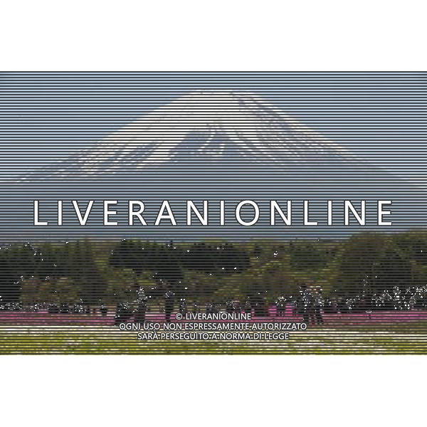 (120513) -- YAMANASHIKEN, May 13, 2012 () -- Visitors take a tour in a sea of Shiba Sakura flowers under Fujiyama mountain in Yamanashiken of Japan, on May 13, 2012. Some 800,000 Shiba Sakura flowers blossom, attracting many tourists for a sightseeing.(/Ma Ping) (dtf) ©photoshot/AGENZIA ALDO LIVERANI SAS - ITALY ONLY - Campo di fiori ai piedi del monte Fujiyama a Yamanashiken in Giappone, 13 maggio 2012.