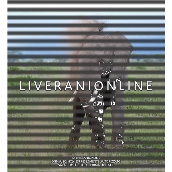(120514) -- NAIROBI, May 14, 2012 () -- An elephant plays with soil in the Amboseli National Park, Kenya, May 13, 2012. With an area of 390 square kilometres, the Amboseli National Park is famous for being the best place in Africa to get close to free-ranging elephants. The park also offers spectacular views of Mount Kilimanjaro. (/Ding Haitao) ©photoshot/AGENZIA ALDO LIVERANI SAS - ITALY ONLY - Branco di elefanti nel Parco Nazionale di Amboseli, in Kenya, 13 maggio 2012. Il parco offre anche una vista spettacolare del Monte Kilimanjaro. 