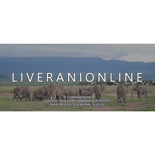 (120514) -- NAIROBI, May 14, 2012 () -- Elephants eat grass in the Amboseli National Park, Kenya, May 13, 2012. With an area of 390 square kilometres, the Amboseli National Park is famous for being the best place in Africa to get close to free-ranging elephants. The park also offers spectacular views of Mount Kilimanjaro. (/Ding Haitao) ©photoshot/AGENZIA ALDO LIVERANI SAS - ITALY ONLY - Branco di elefanti nel Parco Nazionale di Amboseli, in Kenya, 13 maggio 2012. Il parco offre anche una vista spettacolare del Monte Kilimanjaro. 